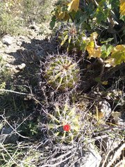 Ferocactus flavovirens