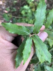 Quercus ocoteifolia