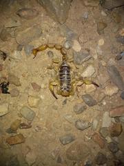 Hoffmannihadrurus aztecus