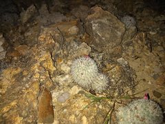 Mammillaria haageana meissneri