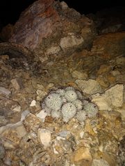 Mammillaria haageana meissneri