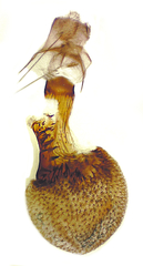 Eupithecia interruptofasciata