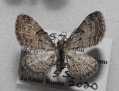 Eupithecia interruptofasciata