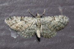 Eupithecia interruptofasciata