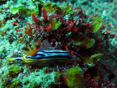 Chromodoris celinae