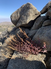 Penstemon clevelandii connatus
