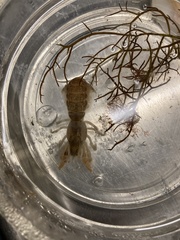 Upogebia affinis