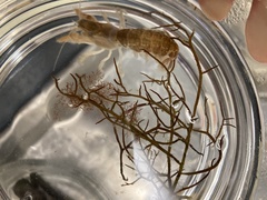 Upogebia affinis