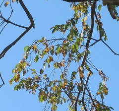 Ulmus pumila