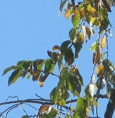 Ulmus pumila
