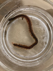 Alitta virens