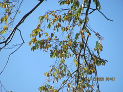 Ulmus pumila