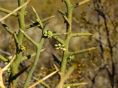 Hualania colletioides