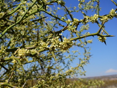 Hualania colletioides