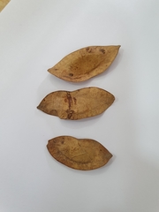 Lonchocarpus pluvialis