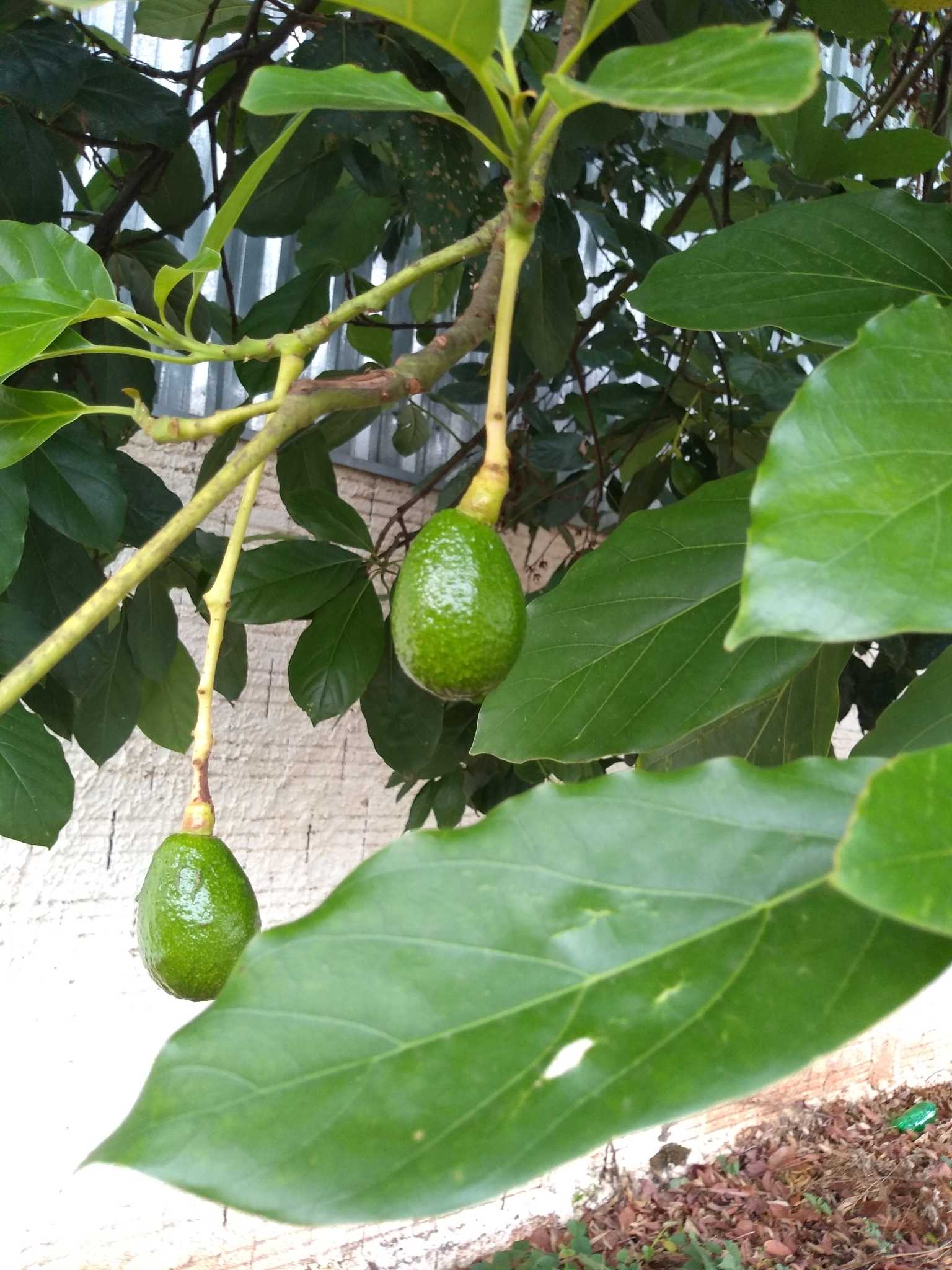 Persea americana