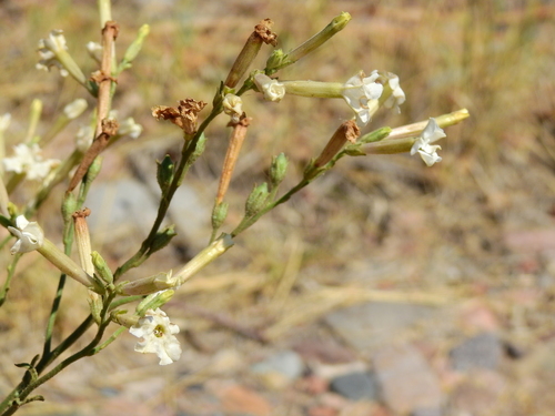 Image of Nicotiana noctiflora by (c) Guillermo Debandi, some rights reserved (CC BY)