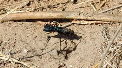 Stangeella cyaniventris