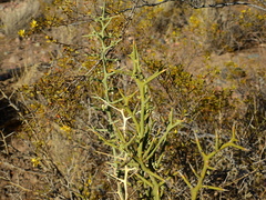 Hualania colletioides