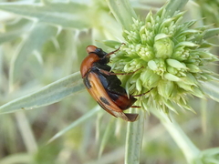 Macrosiagon bimaculata