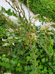 Solidago