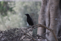Corvus brachyrhynchos