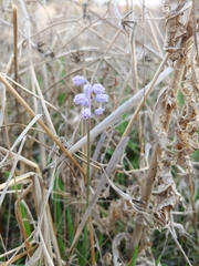 Muscari parviflorum