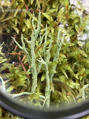 Cladonia crispata