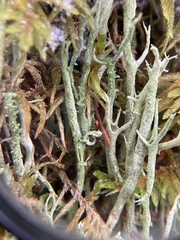 Cladonia crispata