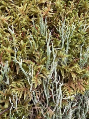 Cladonia crispata