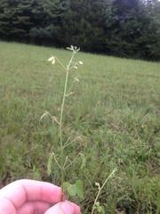 Desmodium ochroleucum