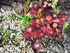 Drosera uniflora