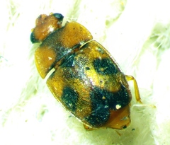 Epuraea ocularis
