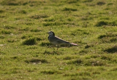 Motacilla alba