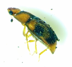 Epuraea ocularis