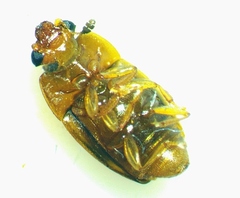 Epuraea ocularis