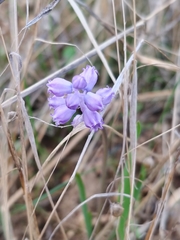 Muscari parviflorum