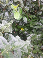 Magnoliopsida