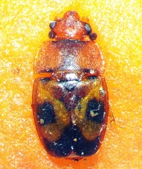 Epuraea ocularis