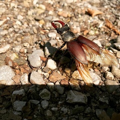 Lucanus cervus