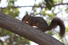 Sciurus niger