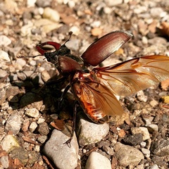 Lucanus cervus