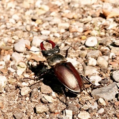 Lucanus cervus