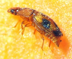 Epuraea ocularis