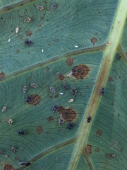 Tarophagus colocasiae