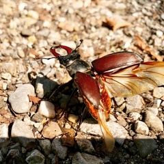 Lucanus cervus