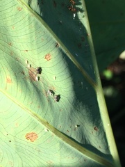 Tarophagus colocasiae