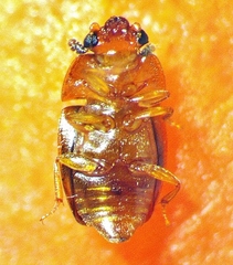 Epuraea ocularis