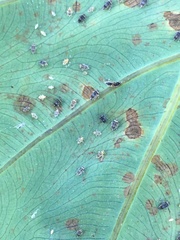 Tarophagus colocasiae