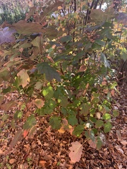 Hydrangea quercifolia